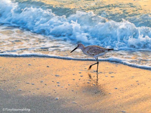 a willet at sunset ud121.jpg