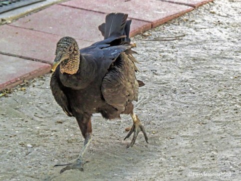 american black vulture 2 ud121