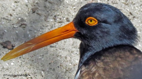 american pyster catcher closeup ud121