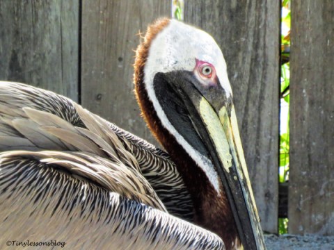brown pelican closeup ud121