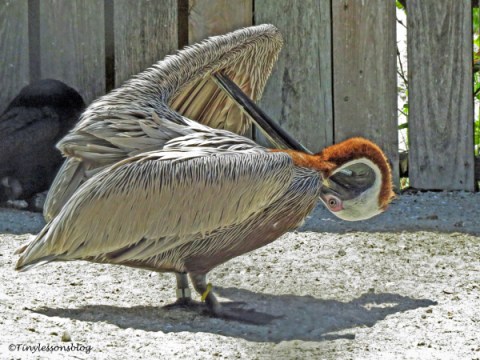 brown pelican preens ud121