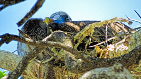 mama pelican in the nest 2 ud121