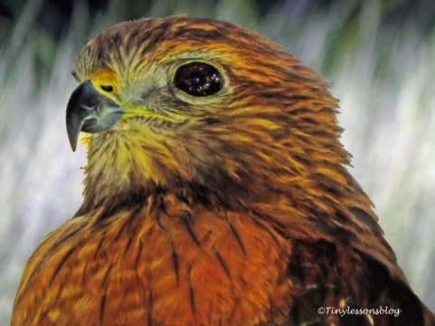 red-shouldered hawk ud121