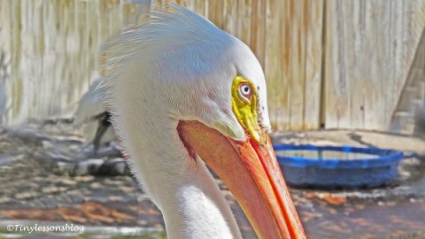white pelican closeup ud121
